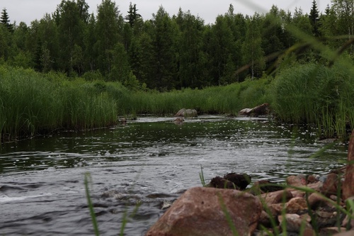 В Карелии всегда что-нибудь где-нибудь журчит. Всегда.